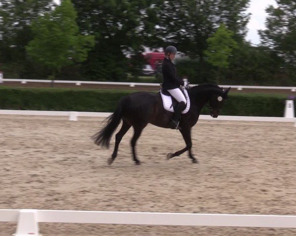 Reitturnier Westeregeln 2024