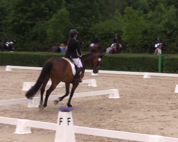 Reitturnier Westeregeln 2024