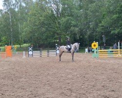 jumper Dakota 534 (Arabian, 2017, from Silverado)