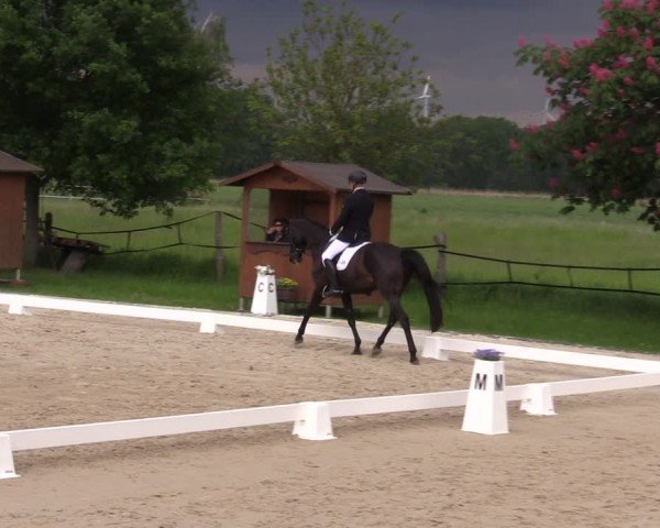 Reitturnier Westeregeln 2024