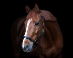 jumper Let's Fetz 10 (Zangersheide riding horse, 2008, from Lord Z)