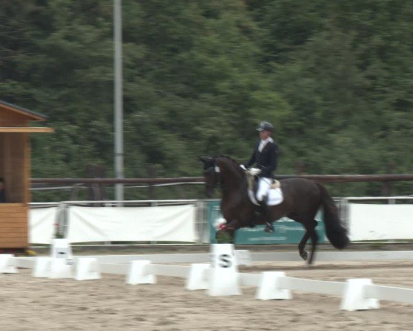 Reitturnier Frechen-Grefrath - Sonnenhof 2024