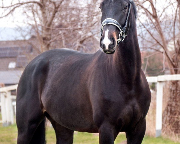 horse Radieschen (Westphalian, 2018, from Rocky Lee)