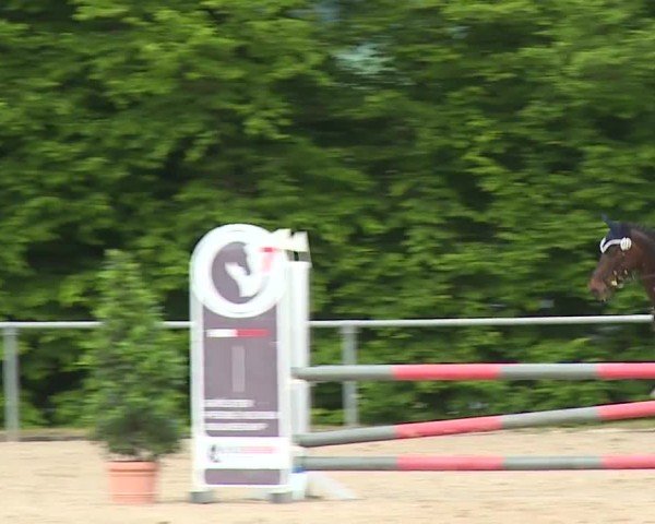 Reitturnier Landenhausen 2024