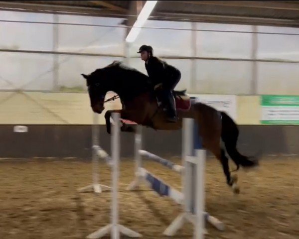 stallion Sensation 27 (Rhinelander, 2008, from San Dior)