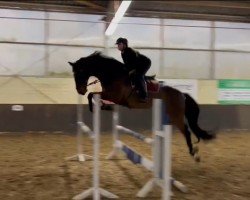 stallion Sensation 27 (Rhinelander, 2008, from San Dior)