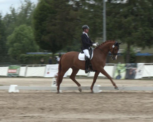 Reitturnier Frechen-Grefrath - Sonnenhof 2024
