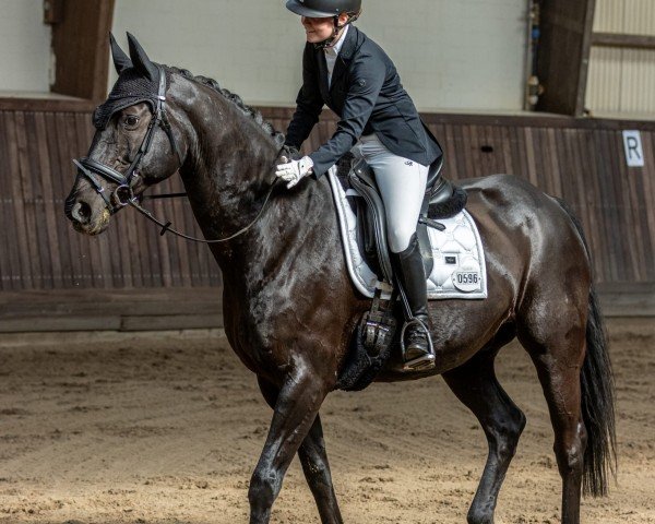 dressage horse Rubinero 23 (Oldenburg, 2005, from Rubicell)