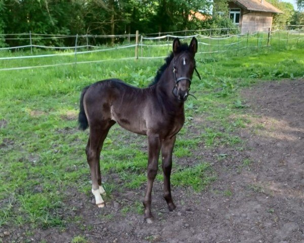 horse Hengst v. Escanto PS (Westphalian,  , from Escanto PS OLD)