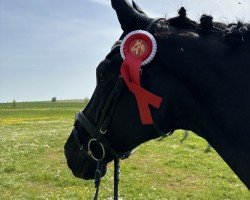 horse Hillary H 3 (Westphalian, 2019, from Hotline)