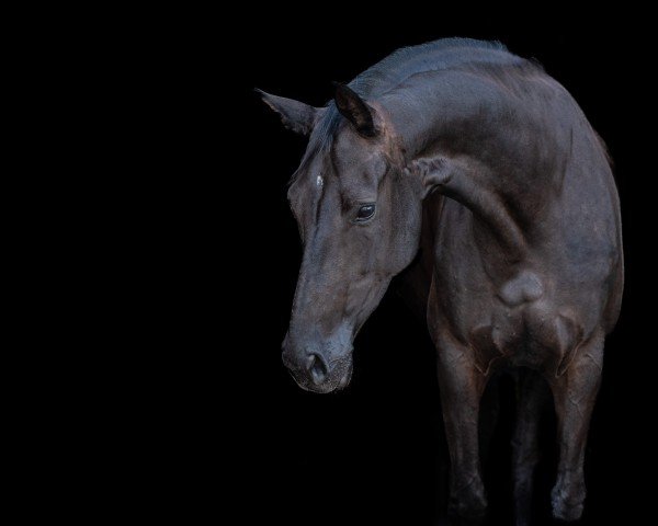horse Vitalis Hit Viva la Vida OM (Oldenburg, 2019, from Vitalis)
