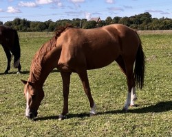 jumper Ghazala (German Riding Pony, 2013, from Golden Dream R)
