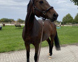 jumper Cleopatrah H (Westphalian, 2010, from Christiano)