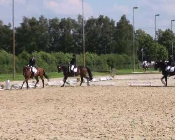 Reit- und Springturnier Münster-Roxel 2012