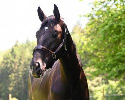 horse Sir Simon (Westphalian, 2020, from Secret)