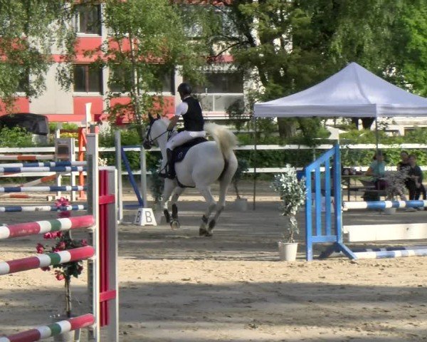 Reitturnier Stadt Bregenz 2024