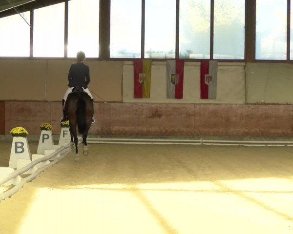Reitturnier Weikersdorf am Steinfelde 2021