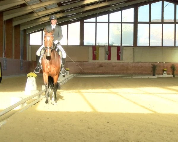 Reitturnier Weikersdorf am Steinfelde 2021