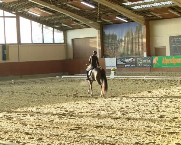 Reitturnier Weikersdorf am Steinfelde 2021