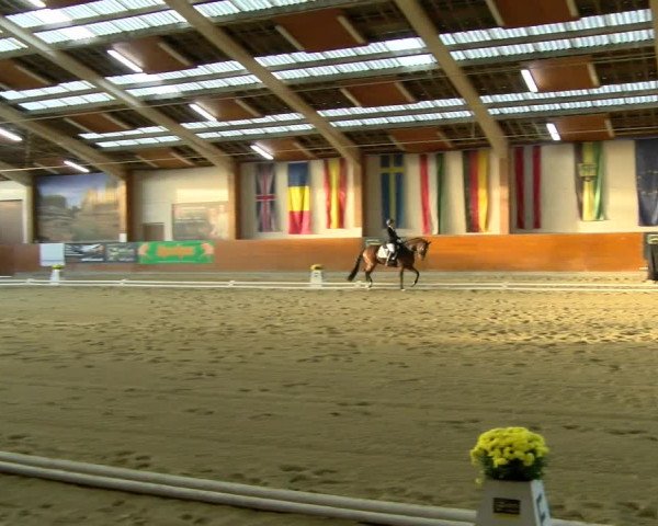 Reitturnier Weikersdorf am Steinfelde 2021