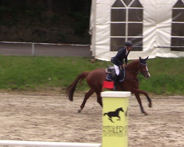 Reitturnier Lgl.-Oberhain, B95 2024