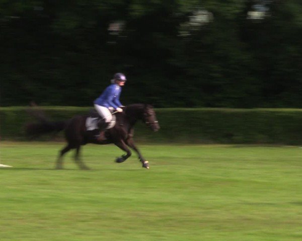 Reitturnier Westeregeln 2024