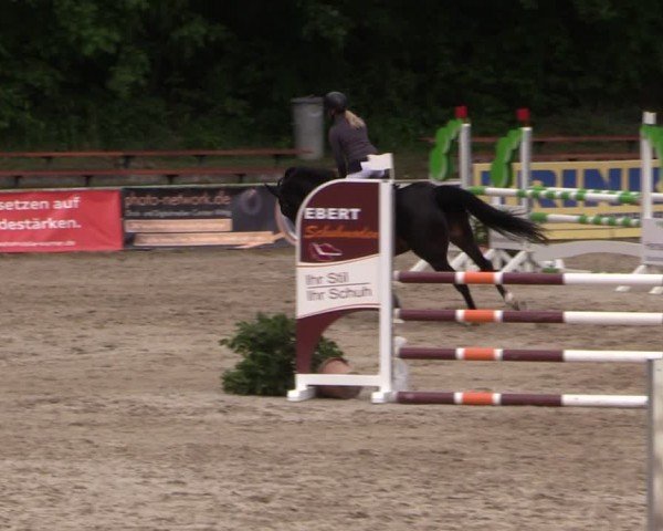 Reitturnier Lgl.-Oberhain, B95 2024