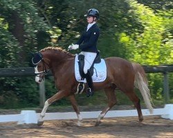dressage horse Herzbube MA (German Riding Pony, 2019, from Herzkönig NRW)