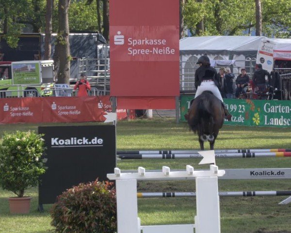 Reitturnier Cottbus-Sielow 2024
