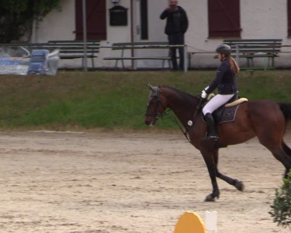 Reitturnier Lgl.-Oberhain, B95 2024