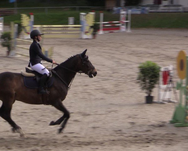 Reitturnier Lgl.-Oberhain, B95 2024