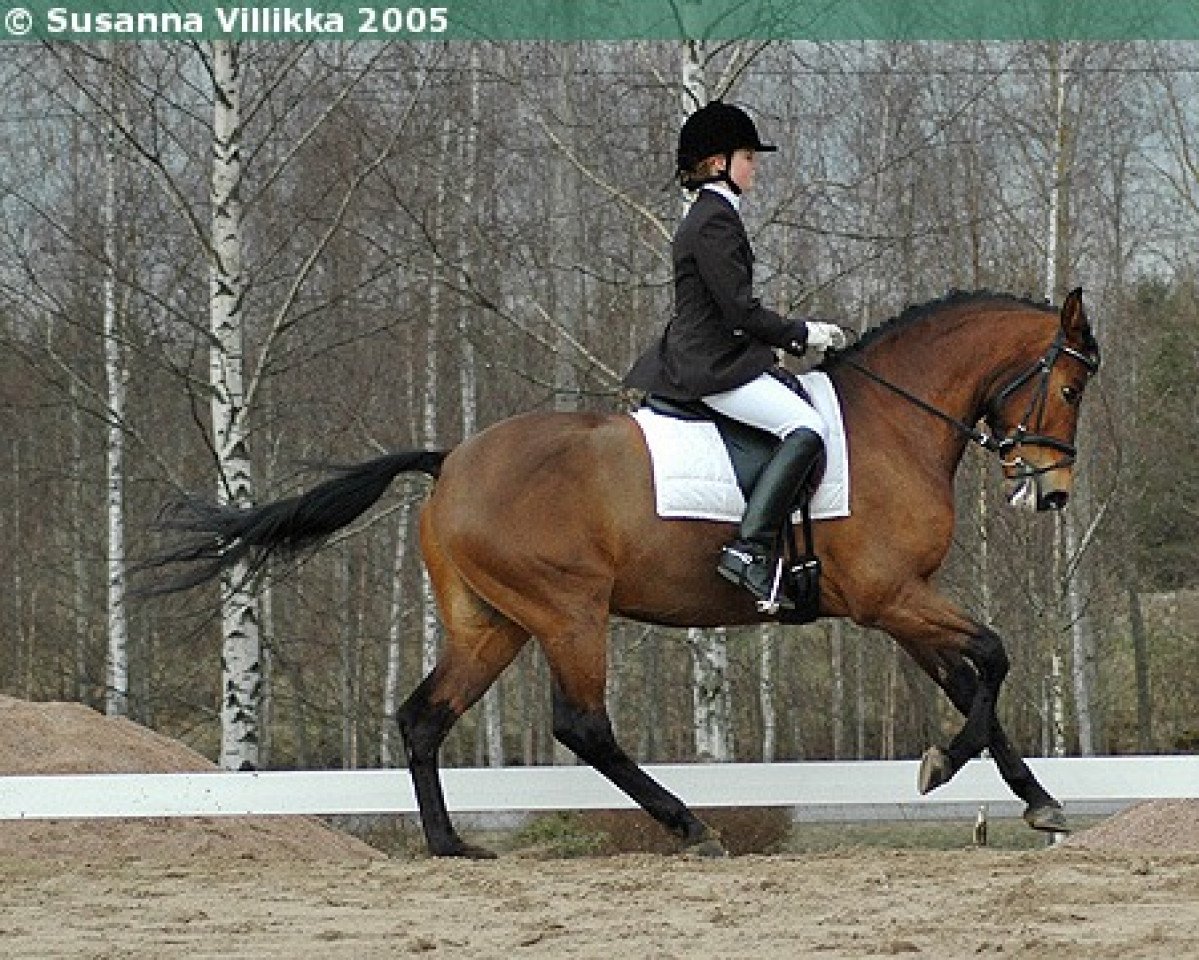 Deckhengst Lorenzo (unbekannt,  )