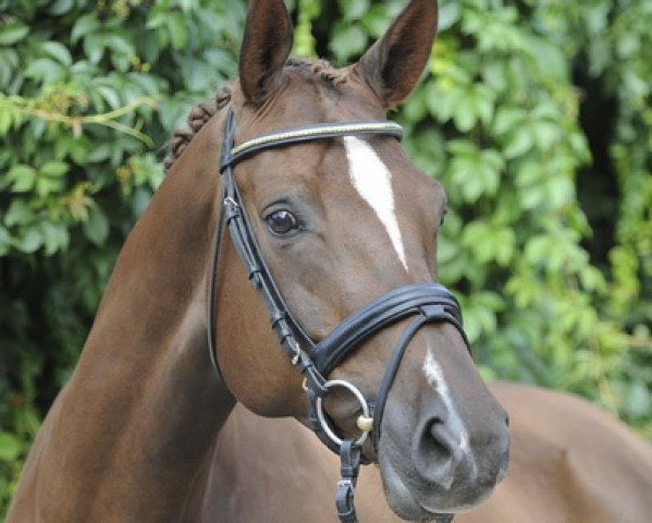 Zuchtstute Tamarie (Trakehner, 2003, von Münchhausen)