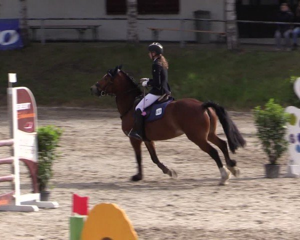 Reitturnier Lgl.-Oberhain, B95 2024