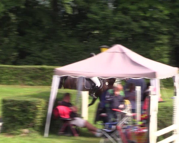 Reitturnier Westeregeln 2024