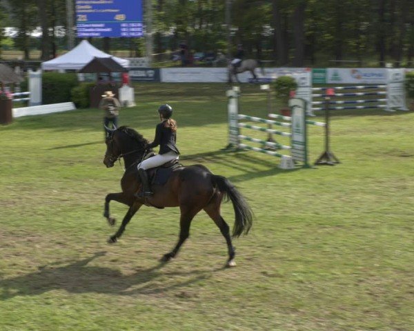 Reitturnier Cottbus-Sielow 2024