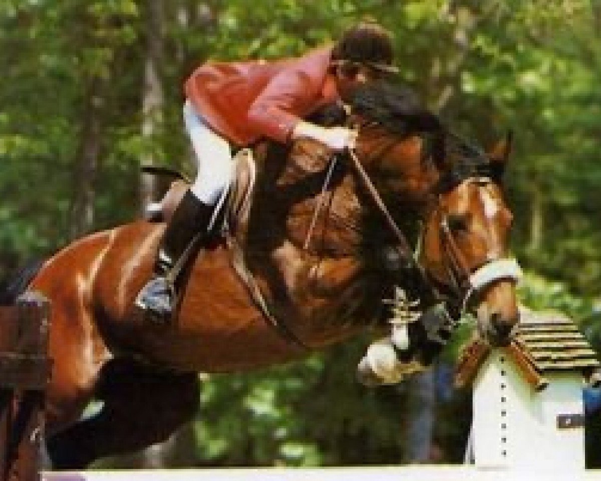 stallion Naïf de la Grange (Selle Français, 1979, from Dynamique)