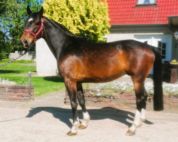 horse Million Dollar x Conteur (Holsteiner, 2020, from Million Dollar)