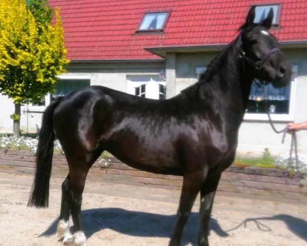 horse Blütenstern (German Riding Pony, 2021, from Designed in Black AT)