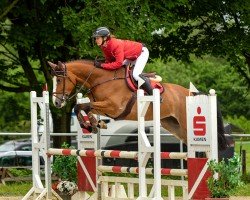 Cavallo da salto Blaze Beauty (Westfale, 2019, di Balounito)