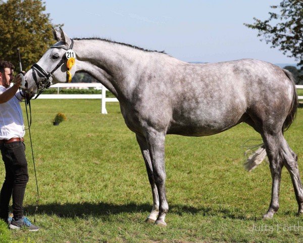 Pferd Komtessa (Trakehner, 2019, von Lowelas)