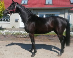 horse My little Princess (Oldenburg, 2019, from Destano)