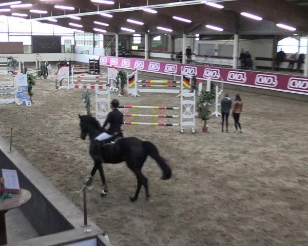 Winter Hallen Reit- und Springturnier, Reithalle Rohmann 2021