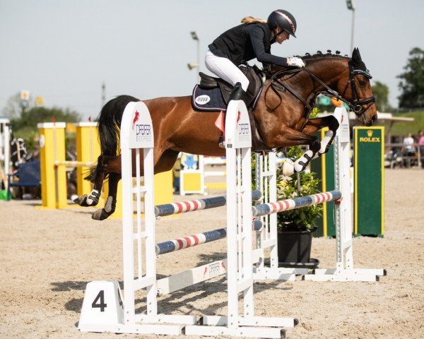 jumper Catch Me If You Can 55 (German Riding Pony, 2016, from Charivari)
