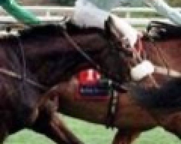 horse Daraydan xx (Thoroughbred, 1992, from Kahyasi xx)