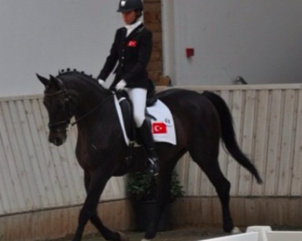 dressage horse Uvz (Hungarian Warmblood, 1997, from Honeur)