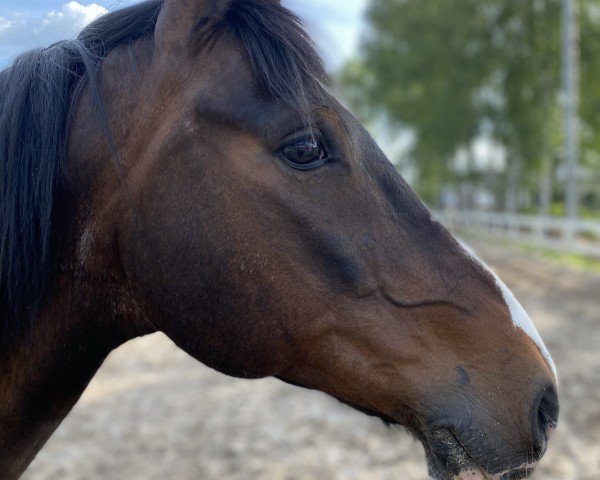 Dressurpferd Zorro 392 (Lewitzer, 2005)