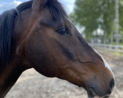dressage horse Zorro 392 (Lewitzer, 2005)