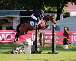 Zuchtstute Melly 27 (Deutsches Reitpony, 2009, von Mentos Junior 2)