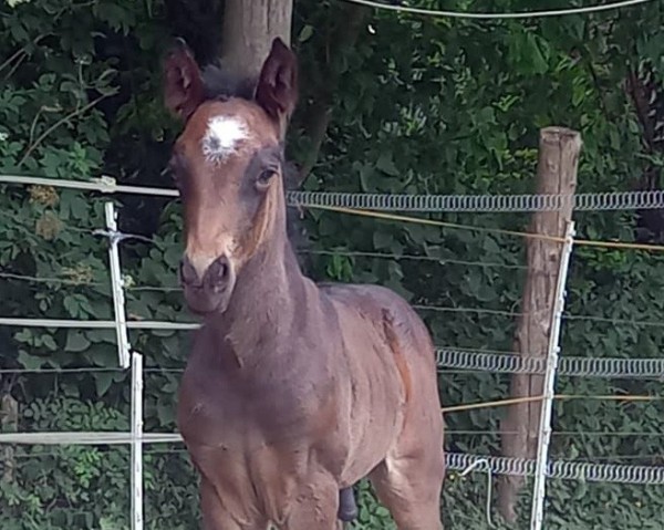 stallion Klaas W (Lehmkuhlen Pony, 2023, from Baron Kurt) stallion Klaas W (Lehmkuhlen Pony, 2023, from Baron Kurt)